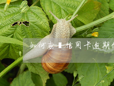 如何查詢信用卡逾期（信用卡逾期很煩嗎）