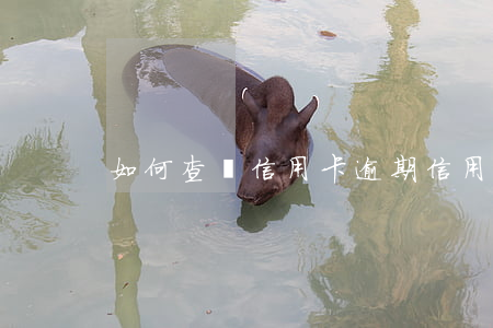如何查詢信用卡逾期（信用卡逾期流水貼吧）