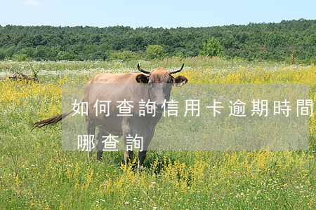 如何查詢信用卡逾期時間(信用卡是否逾期在哪查詢)