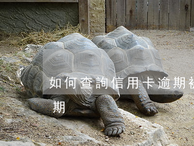 如何查詢信用卡逾期被立案(怎么查信用卡逾期)