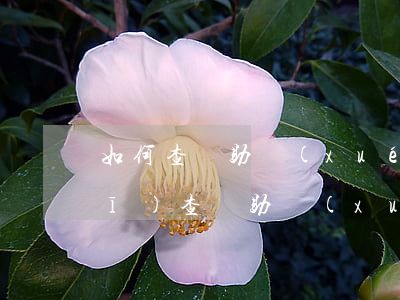 如何查詢助學(xué)還款逾期(手機(jī)查詢助學(xué)貸款還款情況)