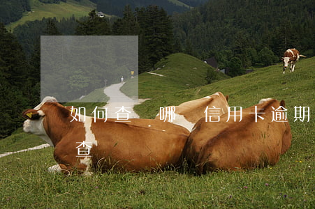 如何查詢哪張信用卡逾期(查信用卡逾期怎么查)