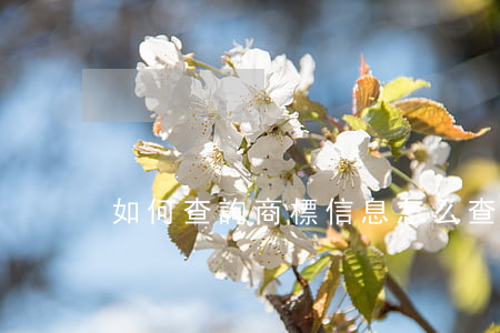 如何查詢商標信息(怎么查詢商標信息)