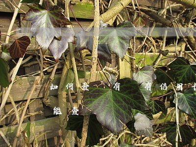 如何查詢有沒有信用卡逾期（信用卡逾期銀行能查詢）