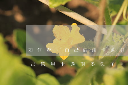 如何查詢自己信用卡逾期多久了 如何查詢自己信用卡逾期多久了還