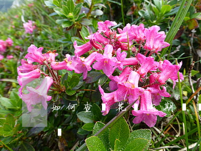 如何查詢花唄逾期賬號 怎么看花唄的逾期記錄