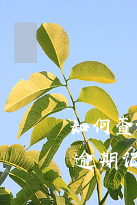 如何查询个人信用卡逾期(怎么查自己信用卡逾期记录)