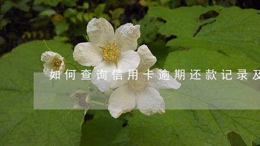 如何查询信用卡逾期还款记录及其详细时间