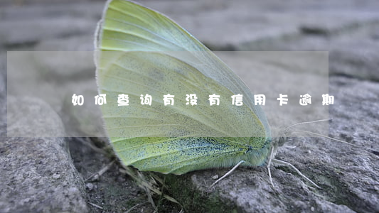 如何查询有没有信用卡逾期
