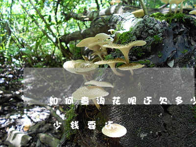 如何查询花呗还欠多少钱(花呗怎么查还剩多少钱要还)