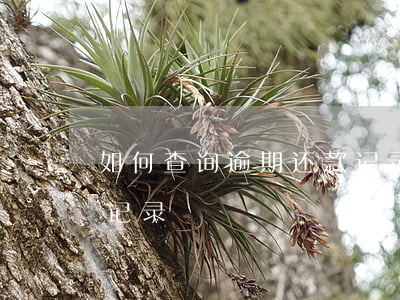 如何查询逾期还款记录(如何查自己各种逾期记录)