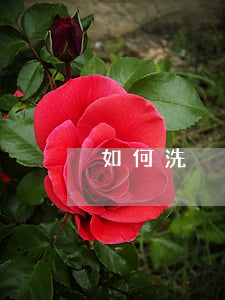 如何洗脫詐騙罪(詐騙案怎么處理)
