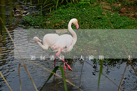 如何清除個人逾期記錄(怎么清除逾期記錄)