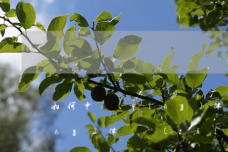 如何申請(qǐng)律師，如何申請(qǐng)律師執(zhí)業(yè)證