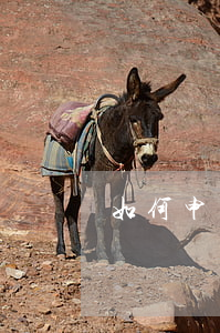 如何申請信用卡(如何申請信用卡免息還款)