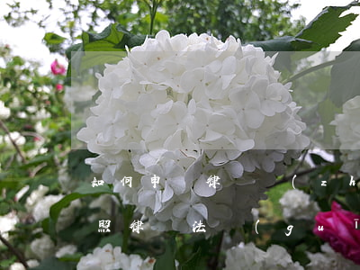 如何申請律師執(zhí)業(yè)證(按照律師法規(guī)定申請領(lǐng)取律師執(zhí)業(yè)證書)