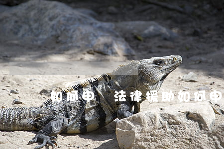 如何申請法律援助，如何申請法律援助免費律師