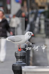 如何申請離婚(如何申請離婚調解)