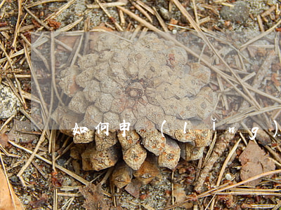 如何申領(lǐng)債權(quán)憑證
