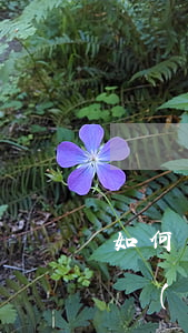 如何發(fā)律師函催款(催款律師函怎么發(fā))