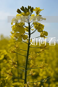 如何看信用卡逾期(怎樣看信用卡逾期記錄)