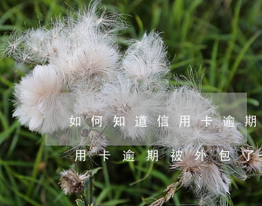 如何知道信用卡逾期被外包了沒（如何知道信用卡逾期被外包了）