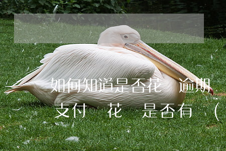 如何知道是否花唄逾期過(guò)(怎么查支付寶花唄是否有過(guò)逾期)