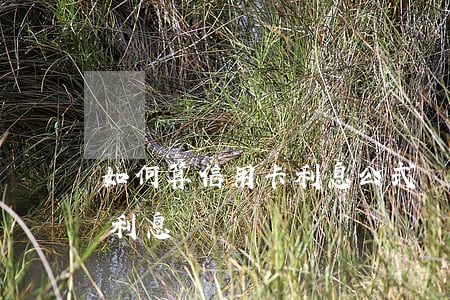 如何算信用卡利息公式（計(jì)算信用卡利息）