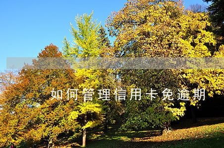 如何管理信用卡免逾期