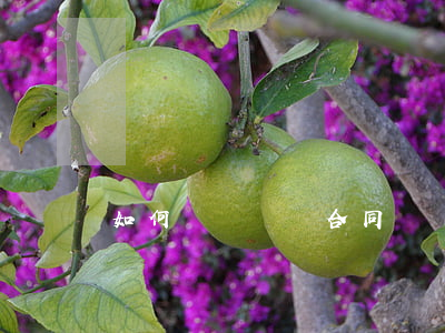 如何簽訂勞動合同