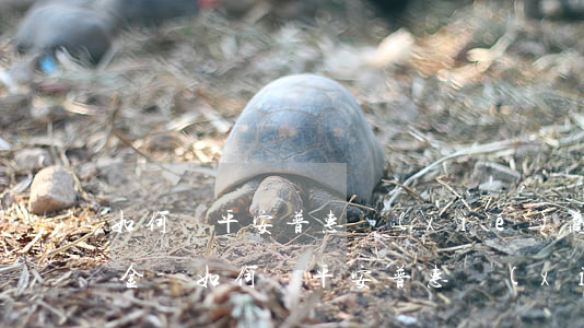 如何與平安普惠協(xié)商還款 免違約金-如何與平安普惠協(xié)商還款 免違約金呢