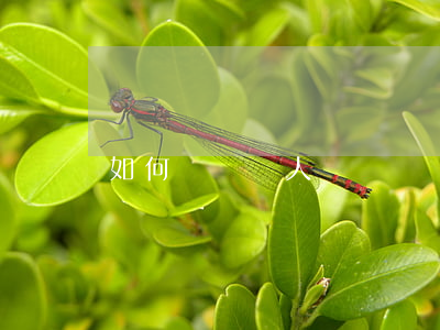 如何舉報個人詐騙(舉報個人詐騙怎么舉報)