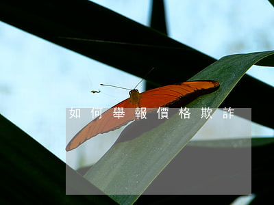 如何舉報價格欺詐
