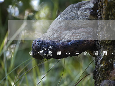如何處理小三的問題(小三怎么辦)