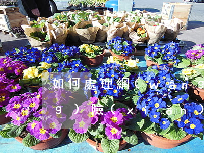 如何處理網(wǎng)貸逾期風(fēng)險(xiǎn)(網(wǎng)貸逾期相關(guān)法律知識(shí))