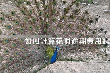 如何計算花唄逾期費用(怎么看花唄是否逾期)