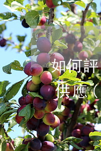 如何評(píng)估政府采購(gòu)供應(yīng)商績(jī)效