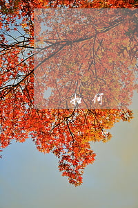 如何認(rèn)定夫妻共同債務(wù)……關(guān)于離婚，這些知識要知道！