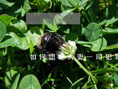 如何認定夫妻一同犯罪