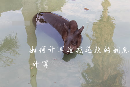 如何计算逾期还款的利息(逾期还款利息怎么计算)