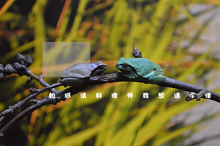 如何请好律师(我想请个律师律师) 如何请好律师(我想请个律师律师)
