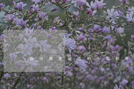 如何購買龍江和牛(龍和牛怎么樣)