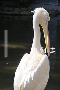 如何走法律程序(快遞丟失如何走法律程序)