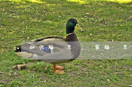 如何起訴京東賣家（起訴京東需要準備什么）