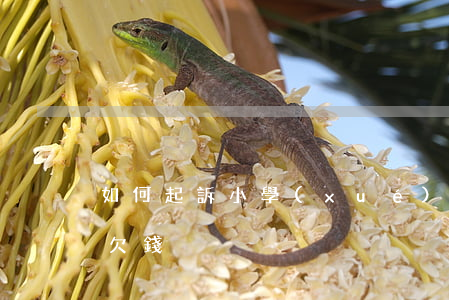 如何起訴小學(xué)生（怎樣起訴小朋友欠錢）