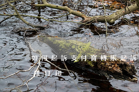 如何起訴支付寶轉賬(起訴支付寶轉賬記錄怎樣打印)