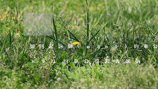 如何起訴網(wǎng)約車公司，網(wǎng)約車公司怎么起訴
