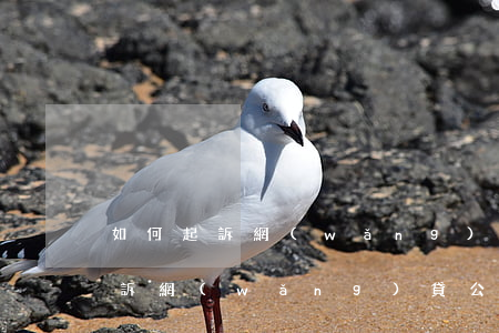 如何起訴網(wǎng)貸公司騷擾(如何起訴網(wǎng)貸公司騷擾)