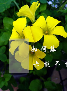 如何跟銀行協(xié)商還款信用卡(信用卡能不能協(xié)商還款)