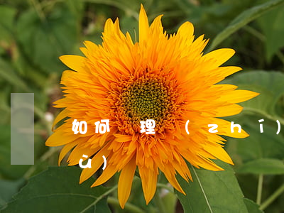 如何辦理執(zhí)行案款提存手續(xù)